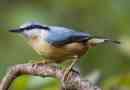 Nuthatch